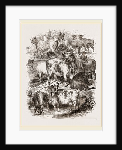 English Short-horned Cattle by Anonymous