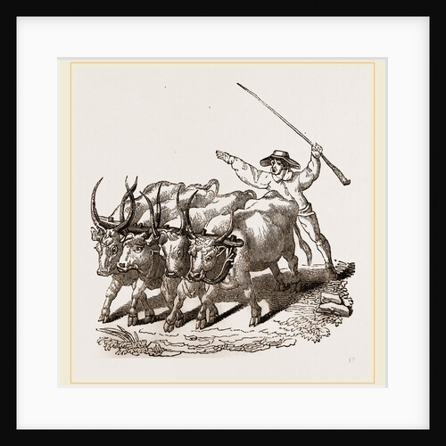 Driving Wild Cattle by Anonymous
