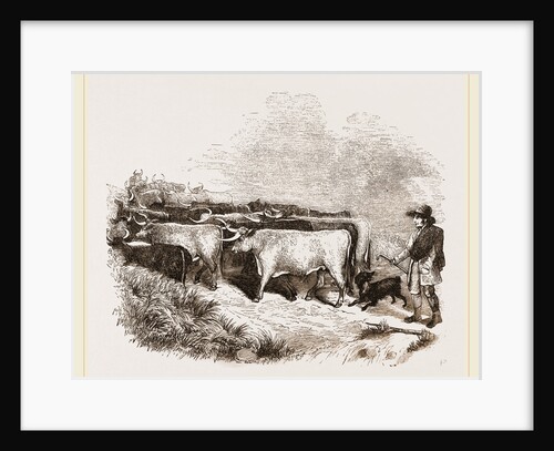 Cattle and Drover by Anonymous