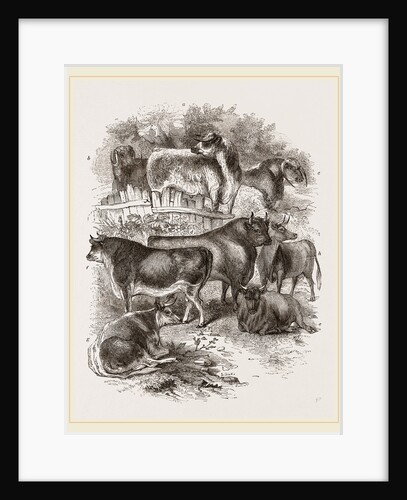 English domestic cattle UK by Anonymous