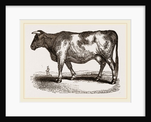Yorkshire Cow UK by Anonymous