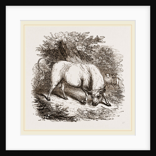 Chillingham Bull UK by Anonymous