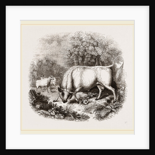 Wild White Cattle of Chillingham Park UK by Anonymous