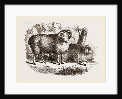 Merino sheep male and female by Anonymous