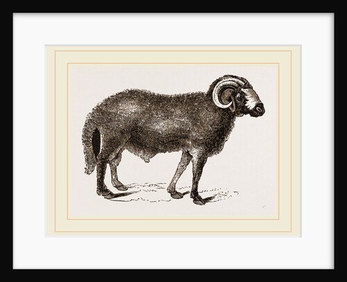 Fat-tailed Sheep of Syria by Anonymous