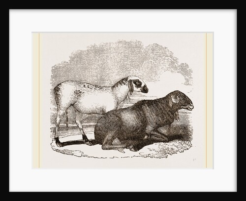 Guinea Sheep by Anonymous