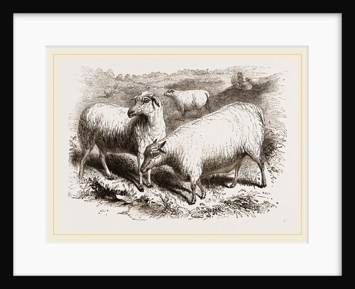 British Long-woolled Sheep UK by Anonymous