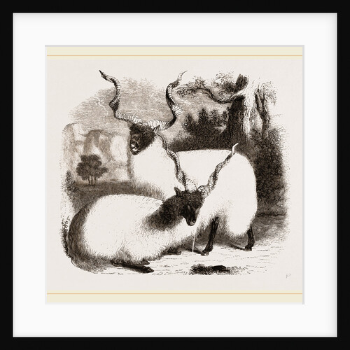 Cretan or Wallachian Sheep by Anonymous