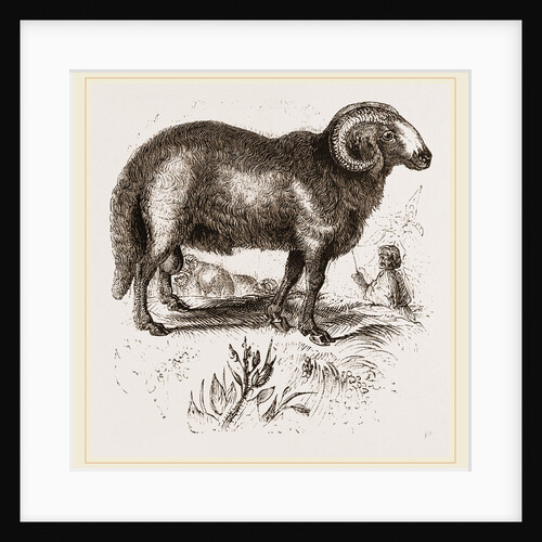 Fat-tailed Sheep of Syria by Anonymous