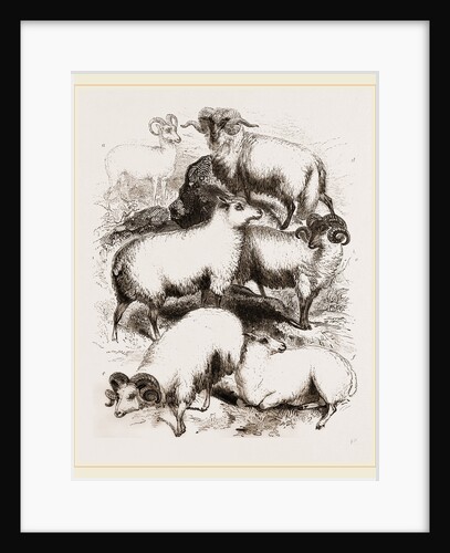 British Middle-woolled Sheep UK by Anonymous