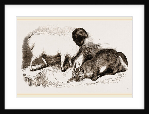 Persian Sheep and Caracal by Anonymous