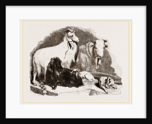 Long-eared Syrian Goats by Anonymous