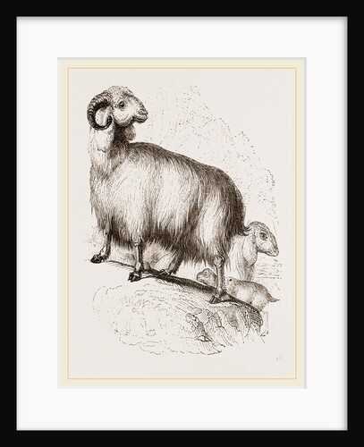 Long-eared Syrian Goat by Anonymous