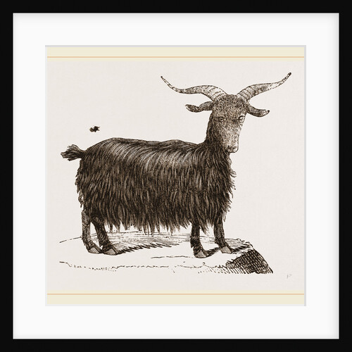 Cashmir Goat by Anonymous