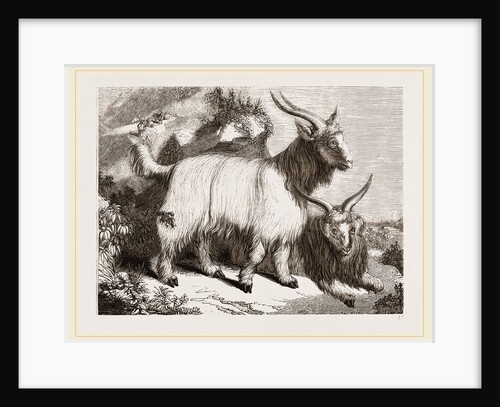 Caslimir Goats by Anonymous