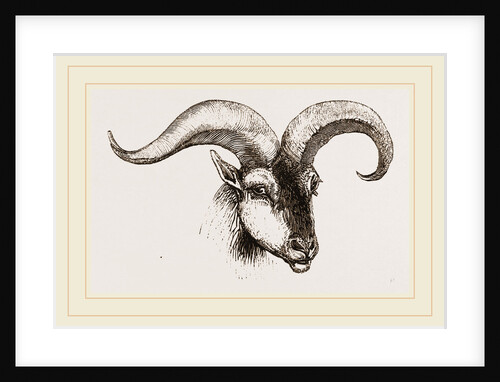 Head of Armenian Argali by Anonymous