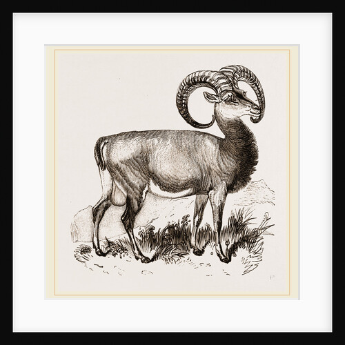 Mouflon of Corsica by Anonymous