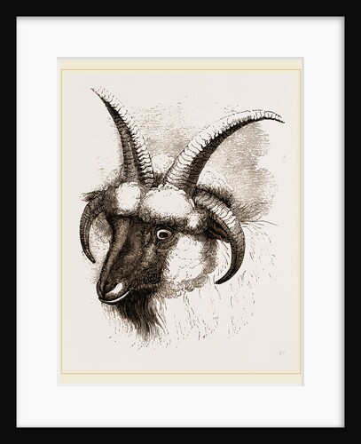 Head of Four-horned Ram by Anonymous