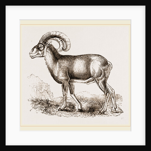 Mouflon of Corsica by Anonymous