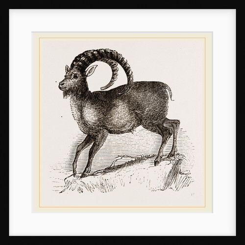 Ibex by Anonymous
