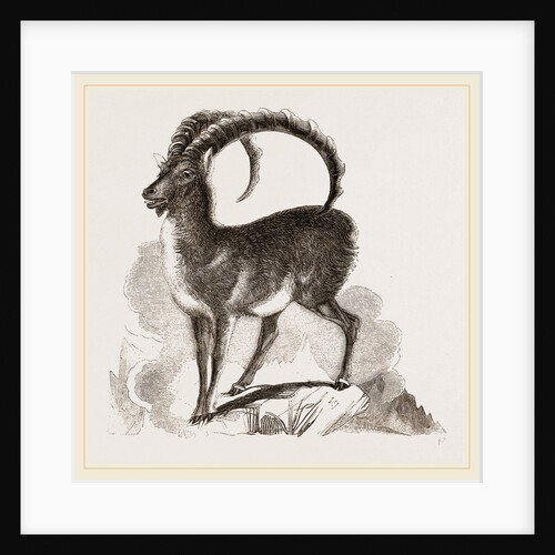 Ibex by Anonymous