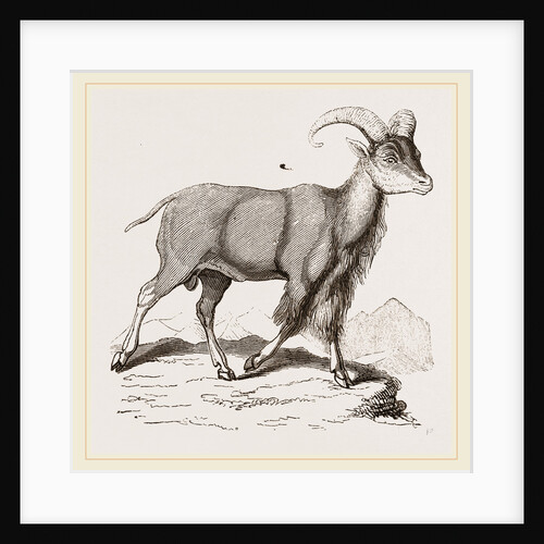Aoudad or Kebsch by Anonymous