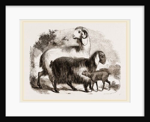 Long-eared Syrian Goats by Anonymous