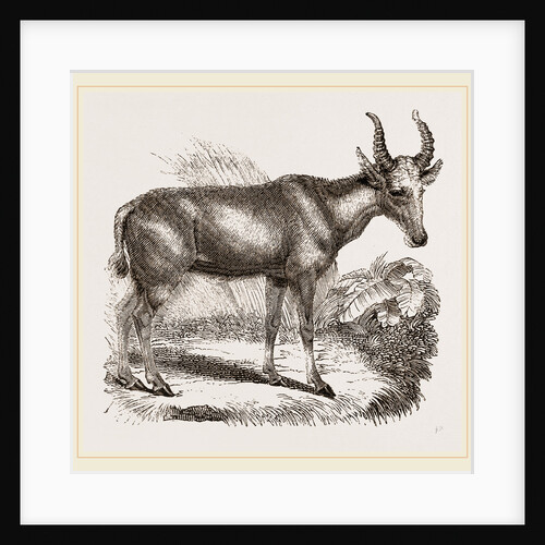 Wild Ox of the Arabs by Anonymous