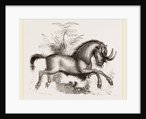 Gnu by Anonymous