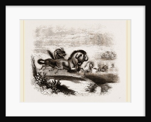 Herd of Gnus by Anonymous