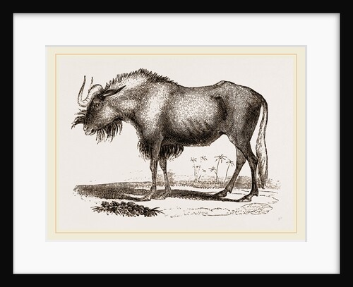 Gnu by Anonymous