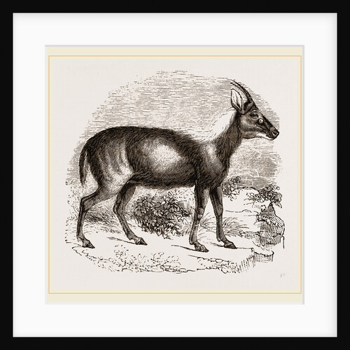 Wild Goat of the Malays by Anonymous