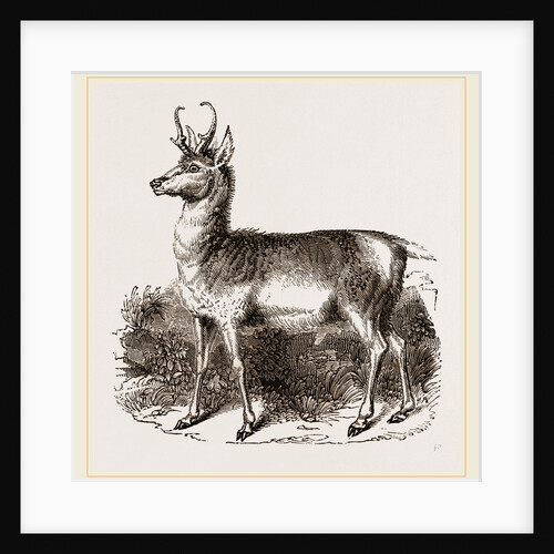 Prongbuck by Anonymous