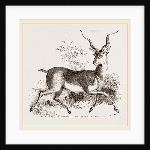 Indian Antelope by Anonymous