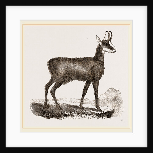 Chamois by Anonymous