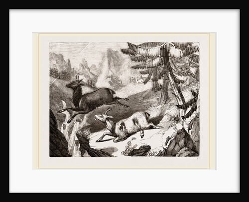 Hunting the Chamois by Anonymous