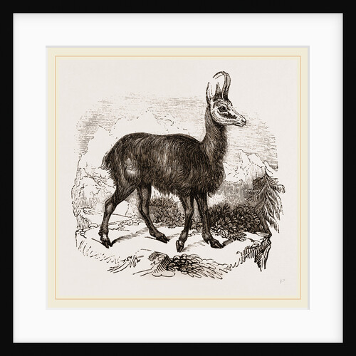 Chamois by Anonymous
