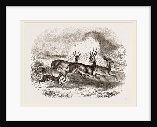 Ariel Gazelles by Anonymous