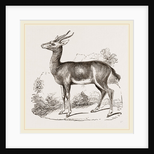 Dorcas Gazelle by Anonymous