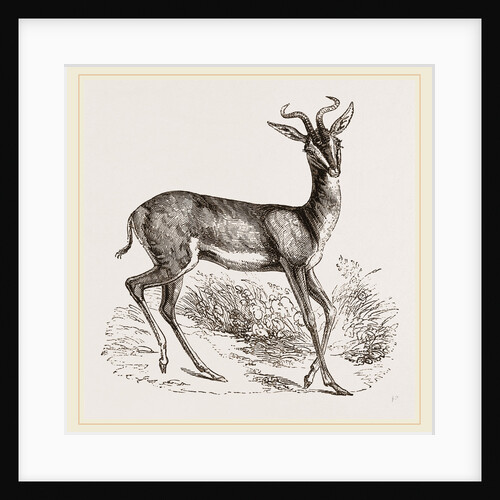 Soemmering's Antelope by Anonymous