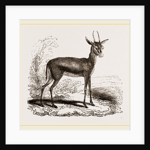 Dorcas Gazelle by Anonymous