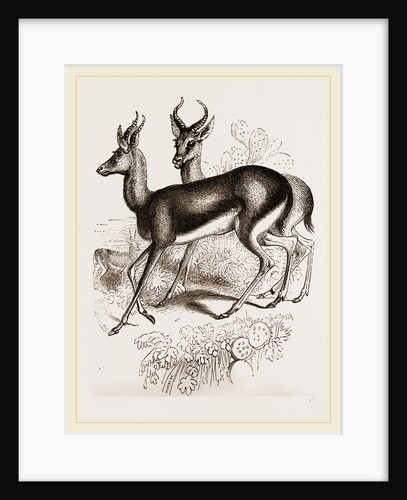 Ariel Gazelle by Anonymous