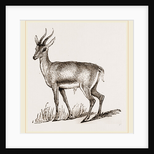 Ariel Gazelle by Anonymous