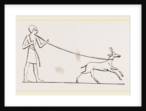 Gazelle caught in lasso Egyptian by Anonymous