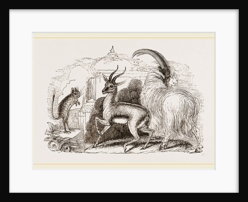 Ariel Gazelle by Anonymous