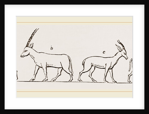 Animals from Egyptian sculptures by Anonymous