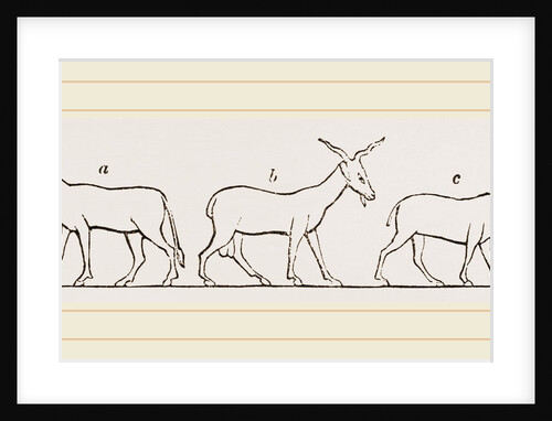 Animals from Egyptian sculptures by Anonymous