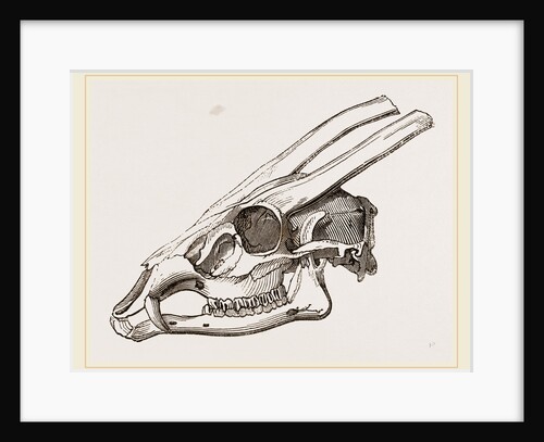Skull of Muntjak by Anonymous