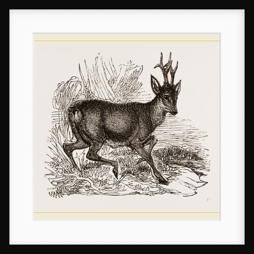 Roebuck by Anonymous