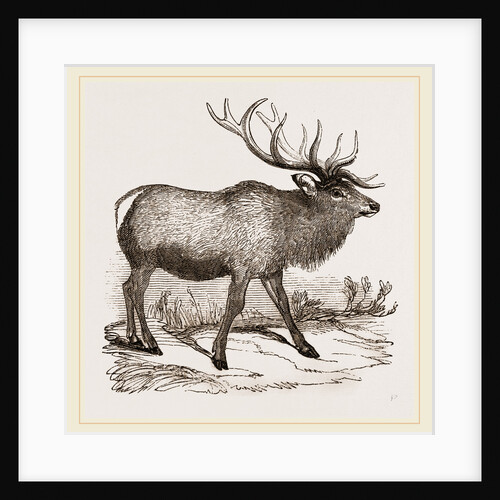 Wapiti by Anonymous